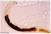 Phần 1: Ancylostoma ceylanicum: một tác nhân đang nổi nhưng lại là bệnh ký sinh trùng truyền từ động vật sang người bị lãng quên