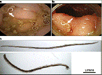 Phần 3: Ancylostoma ceylanicum: một tác nhân đang nổi nhưng lại là bệnh ký sinh trùng truyền từ động vật sang người bị lãng quên