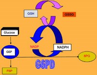 Thiếu men gluocose-6-phosphate dehydrogenase (G6PD)  và rào cản trong điều trị tiệt căn sốt rét Plasmodium vivax và Plasmodium ovale