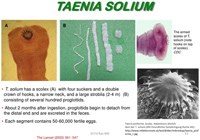 Làm thế nào để phòng bệnh do sán dây và ấu trùng sán dây lợn hiệu quả?