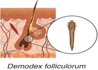 Viêm da do ngoại ký sinh trùng Demodex spp.