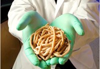 Một số điểm quan trọng về bệnh do nhiễm giun truyền qua đất  trên toàn cầu