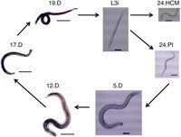 Phần 2: Ancylostoma ceylanicum: Tác nhân ký sinh trùng đang nổi truyền từ động vật sang người đang bị lãng quên