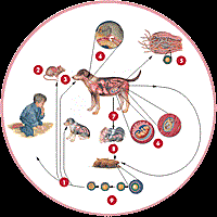 Phần 4: Cập nhật thông tin về nghiên cứu ấu trùng giun đũa chó mèo Toxocara spp. gây bệnh ở người 