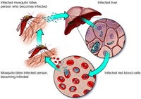 Nghiên cứu bệnh học tuyến tụy ở bệnh nhân nhiễm Plasmodium falciparum: một cơ chế mới dẫn đến hạ đường huyết trên bệnh nhân