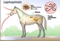 Bệnh do Leptospira spp. cần phân biệt với sốt rét khi bệnh nhân có tiền sử liên quan