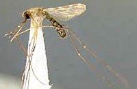 Muỗi Anopheles culicifacies  được tìm thấy sau nhiều năm tại Krông Pa, Gia Lai