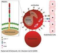 Phần 2: Cập nhật thông tin về hiệu lực thuốc sốt rét artesunate-mefloquine trong điều trị sốt rét do  Plasmodium falciparum đa kháng thuốc