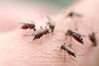 WHO: Cập nhật tình hình sốt xuất huyết Dengue tháng 4/2020 ở khu vực Tây Thái Bình Dương 
