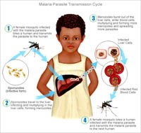 Véc tơ sốt rét: Kháng hóa chất diệt côn trùng là một trong ba mối đe dọa sinh học trong cuộc chiến chống lại bệnh sốt rét trên toàn cầu.