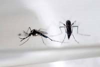 Đánh giá muỗi biến đổi gen trong phòng chống các bệnh do véc tơ truyền 