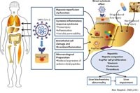 Tác động của COVID-19 trên gan mật ở người 