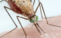 Siêu muỗi làm số ca bệnh sốt rét tăng vọt trên khắp châu Phi