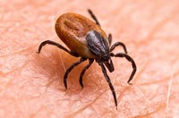 Hy vọng mới cho bệnh Lyme do ve truyền? Loại vắc-xin mới tấn công bọ ve ký sinh