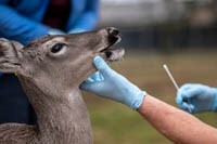 Dòng Coronavirus mới xuất hiện trên loài hươu Ontario