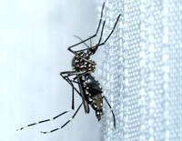 Nghiên cứu cho thấy muỗi có thể học cách kháng năm loại hoá chất phổ biến sau khi phơi nhiễm với hoá chất mà vẫn sống sót