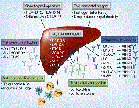 Đánh giá vàng da ở người trưởng thành liên quan và không liên quan đến bệnh lý gan mật _Phần 1