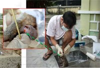 Phần 1. Cập nhật thực hành nghiên cứu ngoại ký sinh Mò (Họ Trombiculidae)