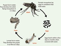 Phần 1: Cập nhật thông tin toàn cầu 2023 của Tổ chức Y tế Thế giới về thông tin sốt xuất huyết Dengue