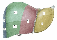 Phần 1: Phát triển và ứng dụng chẩn đoán hình ảnh trong chẩn đoán và điều trị bệnh sán lá gan lớn ờ người