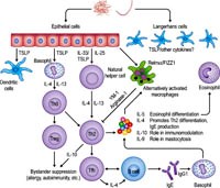 Cập nhật về các bệnh dị ứng và cơ địa liên quan ký sinh trùng_Phần 1