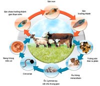 Phần 1. Tiếp cận mô hình ONE HEALTH để phòng chống bệnh sán lá gan lớn hiệu quả “One Health Model” Approach for Effective Human Fascioliasis Control  