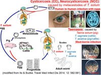 Phần 1. Cập nhật điều trị và quản lý ca bệnh ấu trùng sán dây lợn thể thần kinh từ Tổ chức y tế thế giới