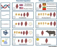 Phần 4. Tiếp cận mô hình ONE HEALTH để phòng chống bệnh sán lá gan lớn hiệu quả “One Health Model” Approach for Effective Human Fascioliasis Control  