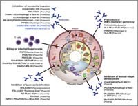 Cập nhật về nghiên cứu một số vaccine phòng bệnh sốt rét