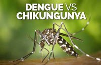Phần 1. Tổ chức Y tế Thế giới đánh giá nguy cơ và cập nhật tình hình mắc các bệnh do arbovirus sốt xuất huyết và chikungunya