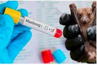 Phần 2: Bệnh do virus marburg có tỉ lệ tử vong cao nhưng không dễ lây kiểm dịch y tế người nhập cảnh từ vùng dịch trở về là quan trọng!