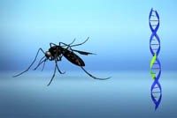Muỗi biến đổi gen và vaccine: Triển vọng về kiểm soát bệnh sốt xuất huyết