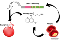 Thiếu hoạt độ G6PD trên hồng cầu của bệnh nhân sốt rét do nhiễm Plasmodium vivax  và  Plasmodium ovale : Một rào cản kỹ thuật trong lộ trình tiến tới loại trừ sốt rét
