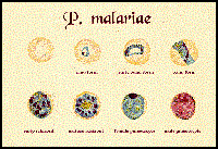 Phần 3 (tiếp theo và hết): Sốt rét do Plasmodium malariae: Ký sinh trùng sốt rét bị lãng quên và những khó khăn, thách thức trong phòng chống & loại trừ sốt rét