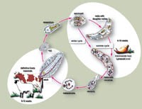 Liệu mô hình dịch tễ học bệnh sán lá gan lớn Fasciola spp. ở người có thay đổi trong thời gian tới không? (còn nữa)