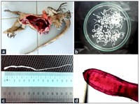 Một số vấn đề điều trị và quản lý ca bệnh ký sinh trùng sán nhái ở người (Phần 1)