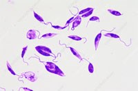 Leishmania donovani: Loài ký sinh trùng đơn bào gây bệnh truyền nhiễm ở người đang nổi tại Việt Nam? (Phần 1)