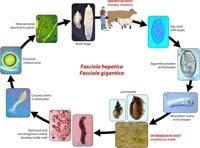 Tiếp cận mô hình One-Heath đề phòng chống bệnh sán lá truyền qua thức ăn (Food-borne Trematodiasis) ở người