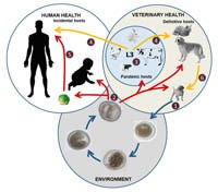 Cập nhật về nghiên cứu lây truyền của ấu trùng giun đũa chó, mèo (Phần 1)