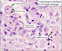 Cập nhật về nghiên cứu lây truyền của ấu trùng giun đũa chó, mèo (Phần 2-Hết)