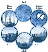 Bệnh về nấm: tiếp cận One Health đề quản lý toàn diện (Phần 1)