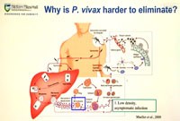 Sốt rét do  Plasmodium vivax: Thách thức tiềm tàng đe doạ lộ trình loại trừ & tiêu diệt sốt rét (Phần 1)