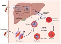 Sốt rét do Plasmodium vivax: Thách thức tiềm tàng đe doạ lộ trình loại trừ & tiêu diệt sốt rét (Phần 2)