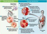 Sốt rét do  Plasmodium vivax: Thách thức tiềm tàng đe doạ lộ trình loại trừ & tiêu diệt sốt rét (Phần 3)