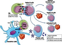 Sốt rét do  Plasmodium vivax: Thách thức tiềm tàng đe doạ lộ trình loại trừ & tiêu diệt sốt rét (Phần 4)