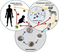 Tiếp cận mô hình One-Health trong phòng chống bệnh ấu trùng giun đũa chó, mèo  Toxocara spp.   ở người