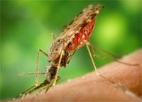 Cập nhật thông tin các bệnh do muỗi truyền trên thế giới và Việt Nam (Phần 1-còn nữa)