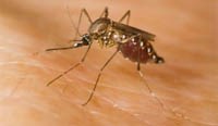 Cập nhật thông tin các bệnh do muỗi truyền trên thế giới và Việt Nam (Phần 3-Tiếp theo)