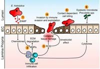 Entamoeba histolytica: Tác nhân ký sinh trùng gây tử vong đứng thứ 2 trên thế giới? (Phần 3-tiếp theo)