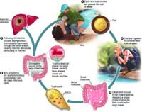 Entamoeba histolytica: Tác nhân ký sinh trùng gây tử vong đứng thứ 2 trên thế giới? (Phần 4-còn nữa)